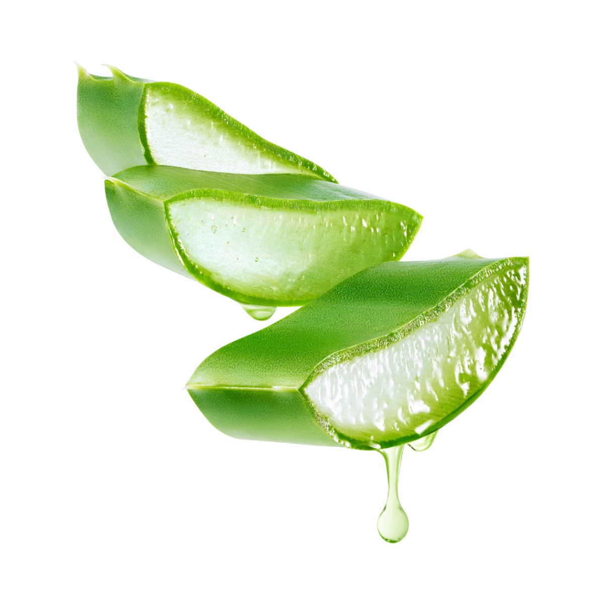 Aloe Vera Farm